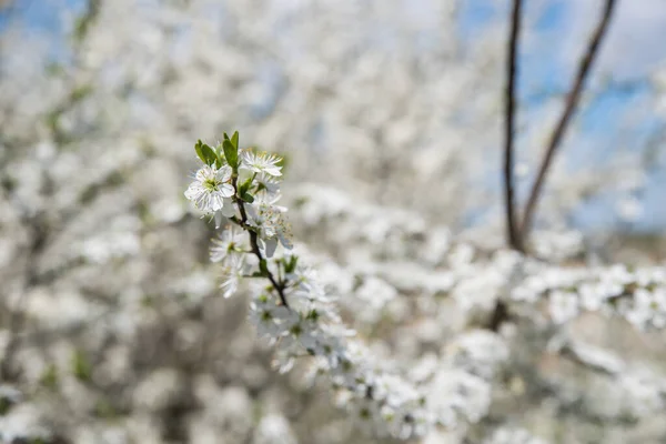 Branch Flowering Blackthorn Selective Focus Blurred Background — Stock Photo, Image