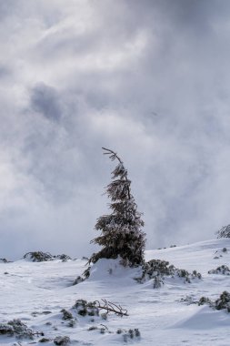 Karpatlar kışın karların altında cüce çamı..