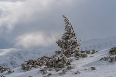 Karpatlar kışın karların altında cüce çamı..