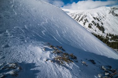 Karpatlar kışın karların altında cüce çamı..