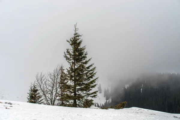 霧と雪の山の背景にクリスマスツリー 背景がぼやけている 選択的焦点 — ストック写真