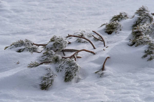 Pino Montaña Enano Bajo Nieve Invierno Cárpatos —  Fotos de Stock