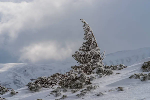 Karpatlar kışın karların altında cüce çamı..