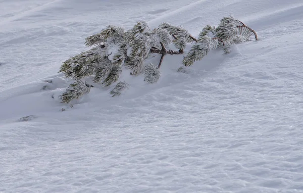 Карликовая Сосна Снегом Зимой Карпатах — стоковое фото