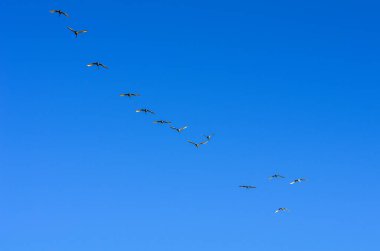 Sabah mavi gökyüzünde bir kuğu sürüsü.