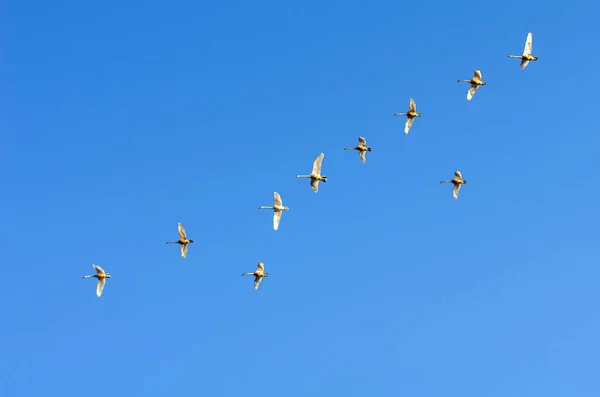 Стая Лебедей Утреннем Голубом Небе — стоковое фото