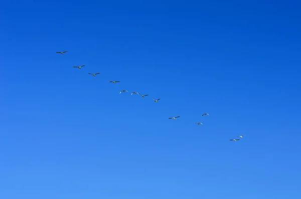 Flock Swans Morning Blue Sky — Stock Photo, Image