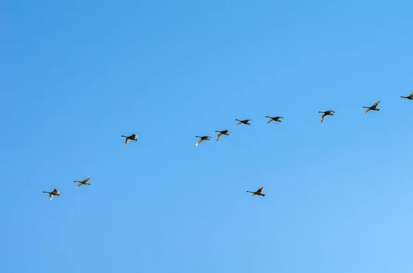 Bando Cisnes Céu Azul Manhã — Fotografia de Stock