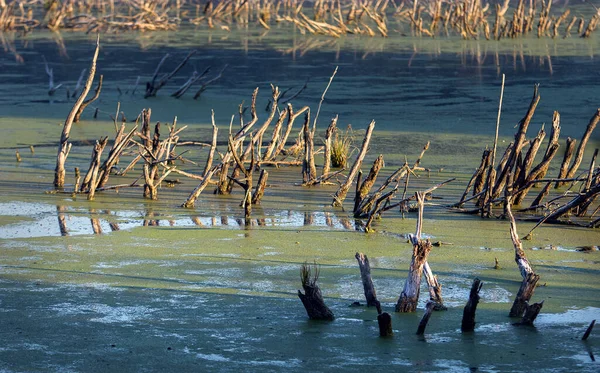 Amanhecer Gelado Frio Pântano Primeiros Raios Sol Esqueletos Árvores Mortas — Fotografia de Stock