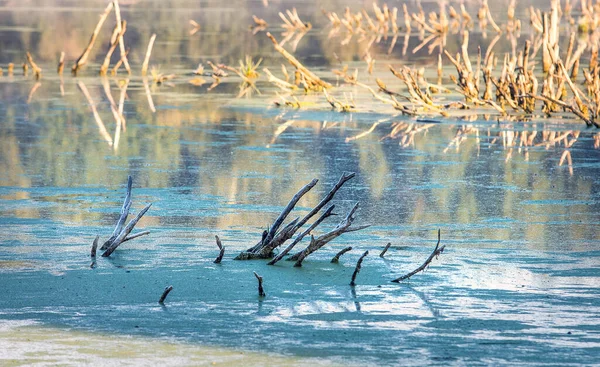 Холодний Морозний Світанок Болоті Перші Промені Сонця Скелети Мертвих Дерев — стокове фото