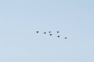 Gökyüzünde karabatak sürüsü.