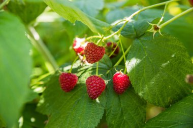 Yeşil yaprakların arasındaki bir çalılıkta doğal olgun kırmızı ahududular. Seçici odak.