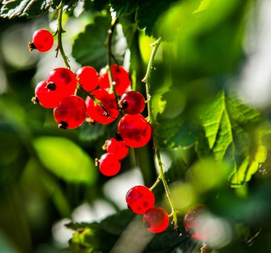 Olgun kırmızı üzümler çalılardan sarkıyor hasat için hazır.