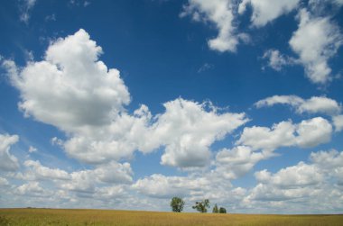 Mavi bulutlu gökyüzüne karşı bir tarlada ağaçlar.