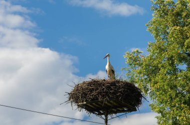 Mavi gökyüzüne karşı yuva yapan Beyaz Leylek