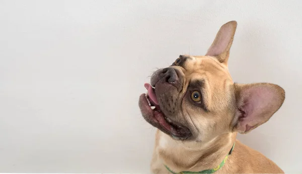 Perro bulldog francés sobre un fondo claro. — Foto de Stock