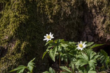 Bahar ormanlarında çiçek açan beyaz şakayıklar.