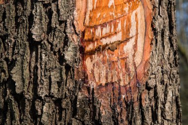 Çam kabuğundan taze reçine akar. Ağacın balta yarasıyla doğranmış..