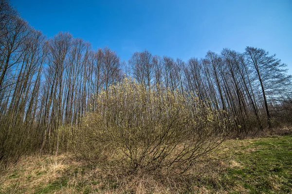 Bahar Ormanında Çıplak Ağaçlar — Stok fotoğraf
