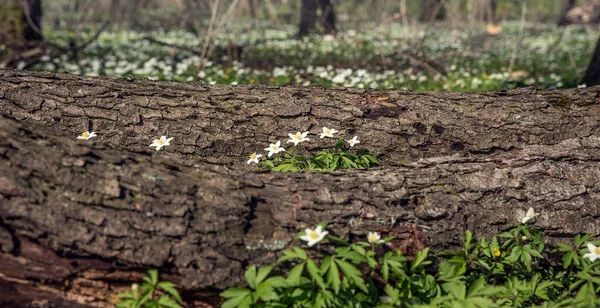 Цветущие Белые Анемоны Весеннем Лесу — стоковое фото