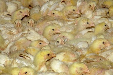 Kümes hayvanları çiftliği. Çadırdaki küçük sarı tavuklar.