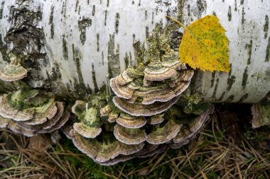 Ölü bir ağaç gövdesinde çoklu gözenekli mantarlar..