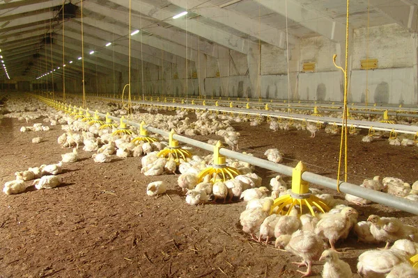 Kümes hayvanları çiftliği. Çadırdaki küçük sarı tavuklar.