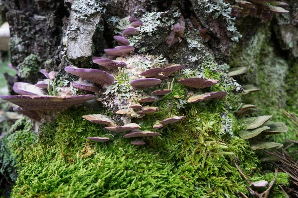 Polypore Pilze Auf Einem Toten Baumstamm — Stockfoto