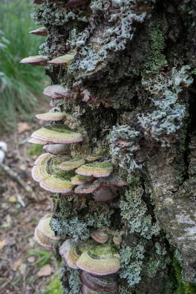 Polypore Pilze Auf Einem Toten Baumstamm — Stockfoto