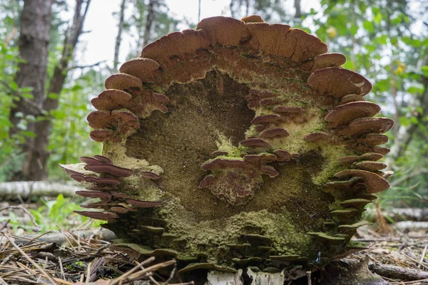 Polypore Pilze Auf Einem Toten Baumstamm — Stockfoto