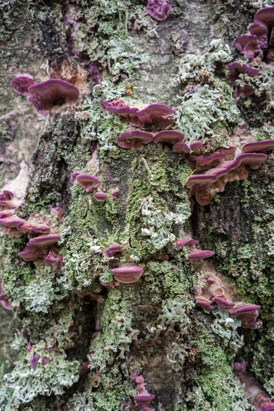 死んだ木の幹のポリポアキノコ — ストック写真