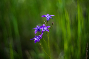 Campanula. Bulanık yumuşak arkaplanda mor bir çiçek. Yoğun çimlerde çan çalıyor. Seçici odaklanma. Yumuşak etki.
