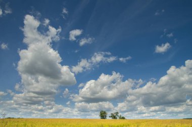Mavi bulutlu gökyüzüne karşı bir tarlada ağaçlar.