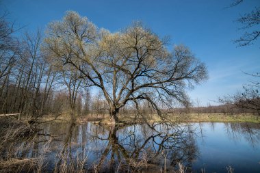 Bahar ormanı döküldü. Dallarında yaprak olmayan çıplak ağaçlar. Mavi gökyüzü, kuru sarı geçen yılın çimenleri..