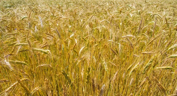 Reifer Weizen Auf Dem Feld — Stockfoto