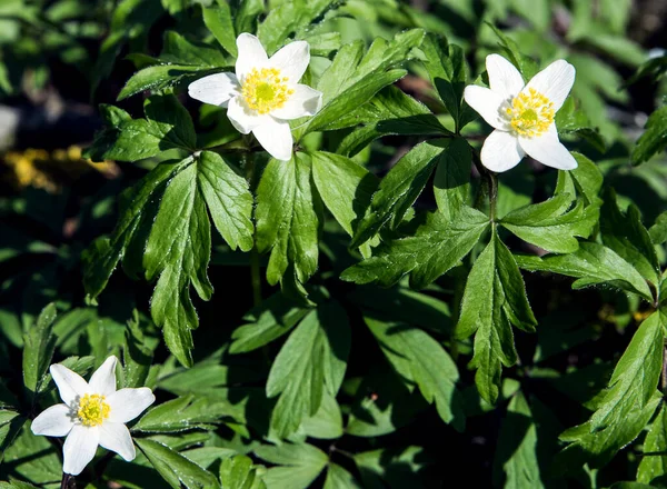 Bahar ormanlarında çiçek açan beyaz şakayıklar.