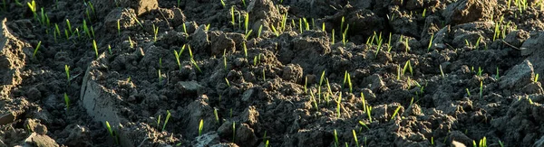 Gröna Groddar Höstvete Våren — Stockfoto