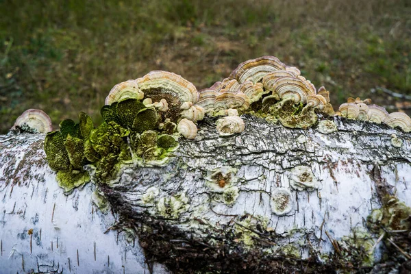 Polypore Pilze Auf Einem Toten Baumstamm — Stockfoto