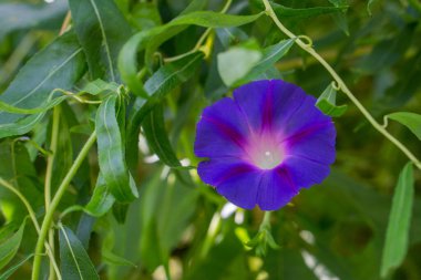 Yaprakların arasında dalda mor bir çiçek var..