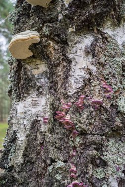 Ölü bir ağaç gövdesinde çoklu gözenekli mantarlar..