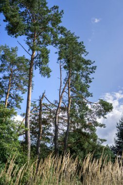 Orman çam ağaçları mavi bulutlu gökyüzüne karşı.
