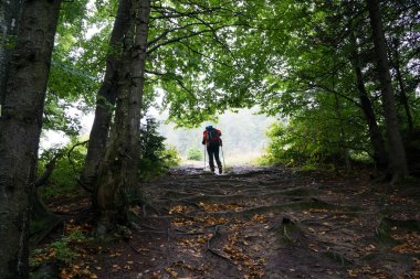 Sırt çantalı bir adam karanlık ormandan aydınlığa çıkar ağaç kökleriyle kaplı toprak bir yol boyunca..