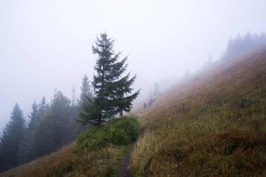 Sonbaharın başlarında, yüksek dağlarda, sisli bir sabahta tek ağaçlar çayıra çıkar. Bulutların arasında bir grup turistin siluetleri..