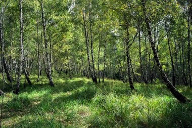 Çimenli ve eğreltiotlu huş ağaçları.