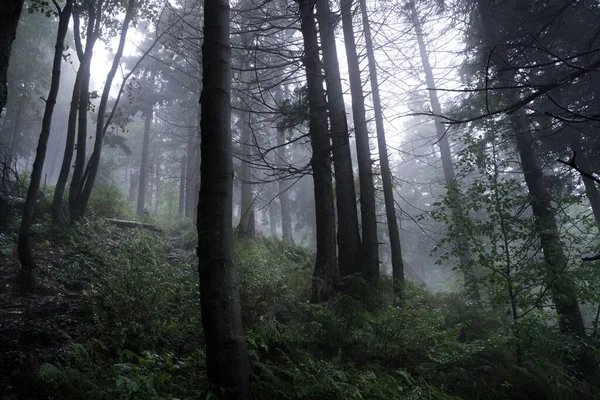 Alberi Che Crescono Caso Una Foresta Buia Nella Nebbia Focus — Foto Stock