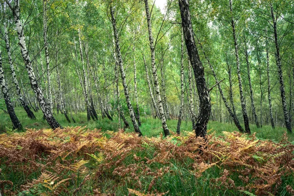 Berkenbos Met Gras Varens — Stockfoto