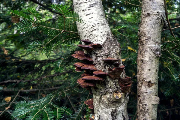 Pilze Auf Einem Toten Alten Baum — Stockfoto