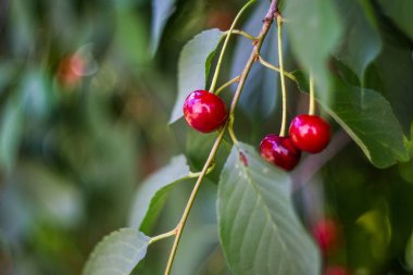 Olgun kırmızı kiraz meyveleri bir dala yakın duruyor. Bulanık arkaplan.