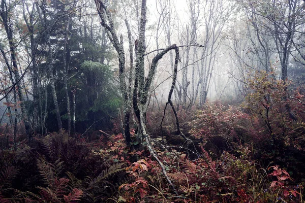 Alberi Che Crescono Caso Una Foresta Buia Nella Nebbia Focus — Foto Stock