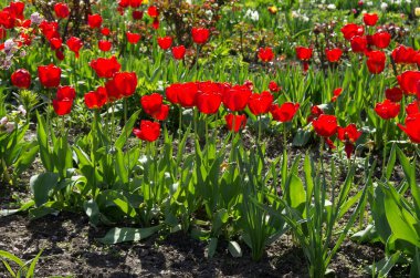 Bahar çiçekleri. Bahçedeki kırmızı laleler.